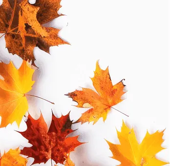 Leaf cleanup on a residential lawn